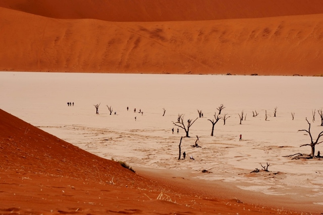 Ancient trees in the vlei in the desert at Sossuvlei Little Sossus Camping Sesriem