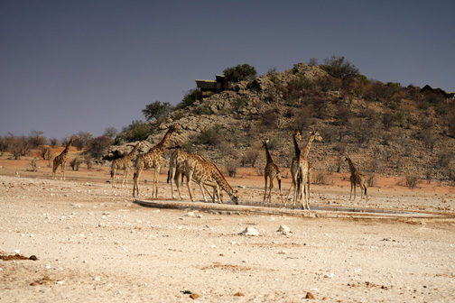 Giraffes drinking water in Etosha National Park